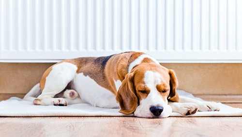 The,Dog,Has,A,Rest,On,Wooden,To,A,Floor